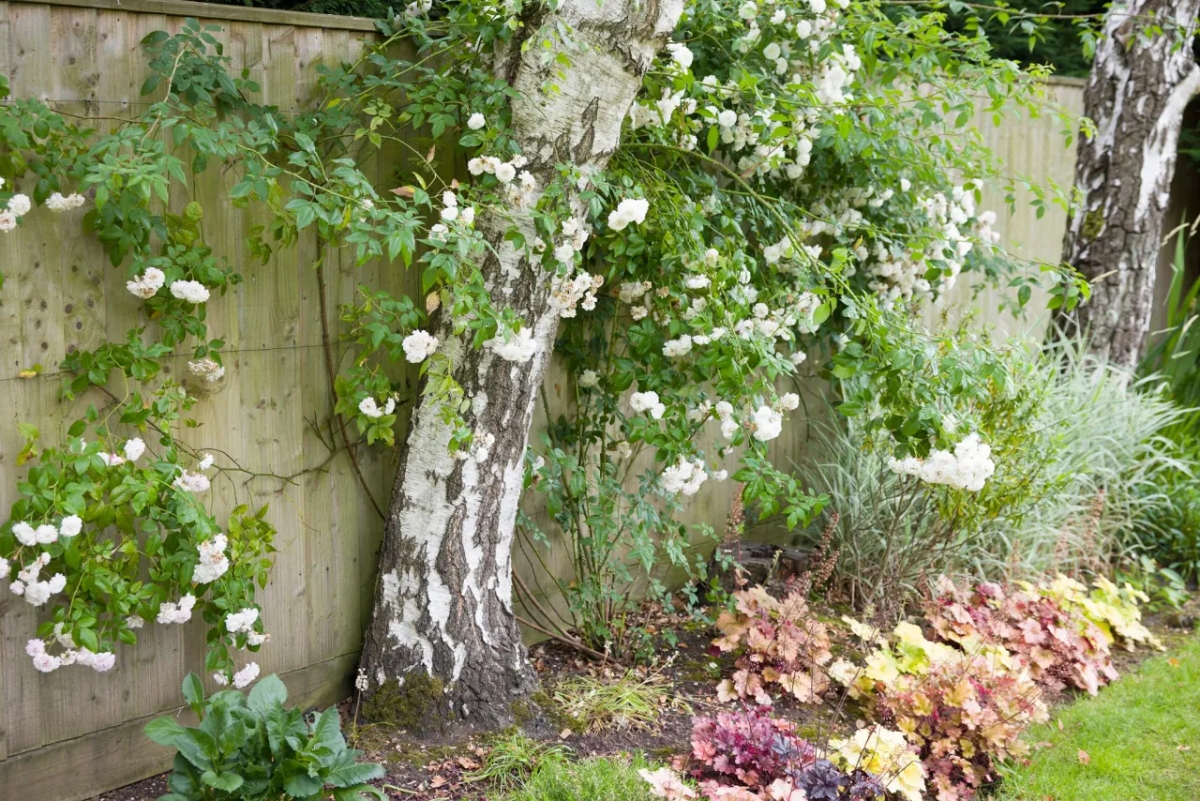 Sadzenie drzew przed ogrodzeniem: przepisy i porady praktyczne
