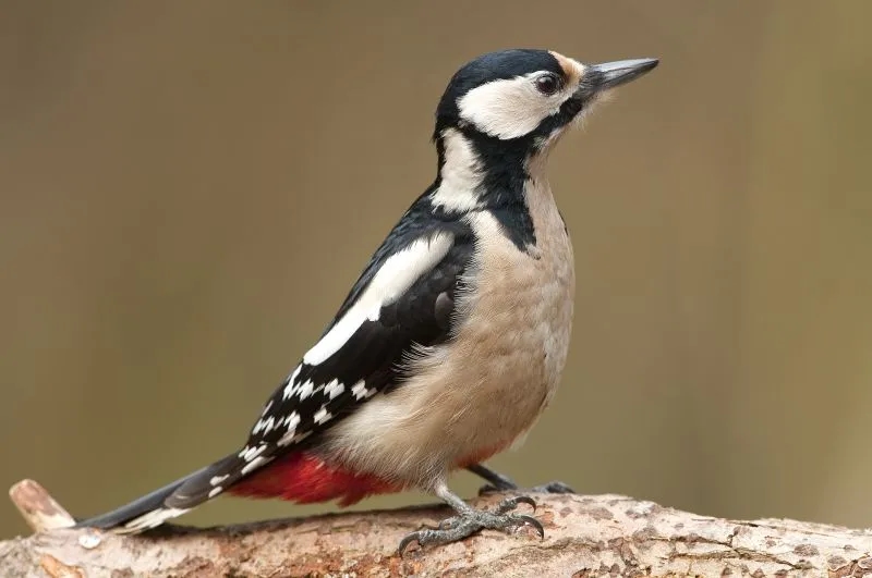 Skuteczne metody odstraszania dzięciołów z elewacji - poradnik