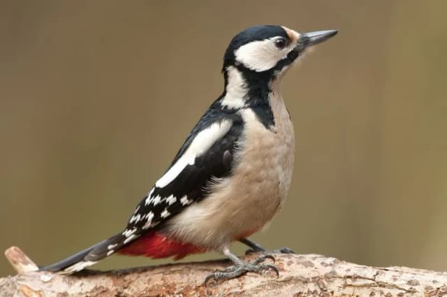 Skuteczne metody odstraszania dzięciołów z elewacji - poradnik