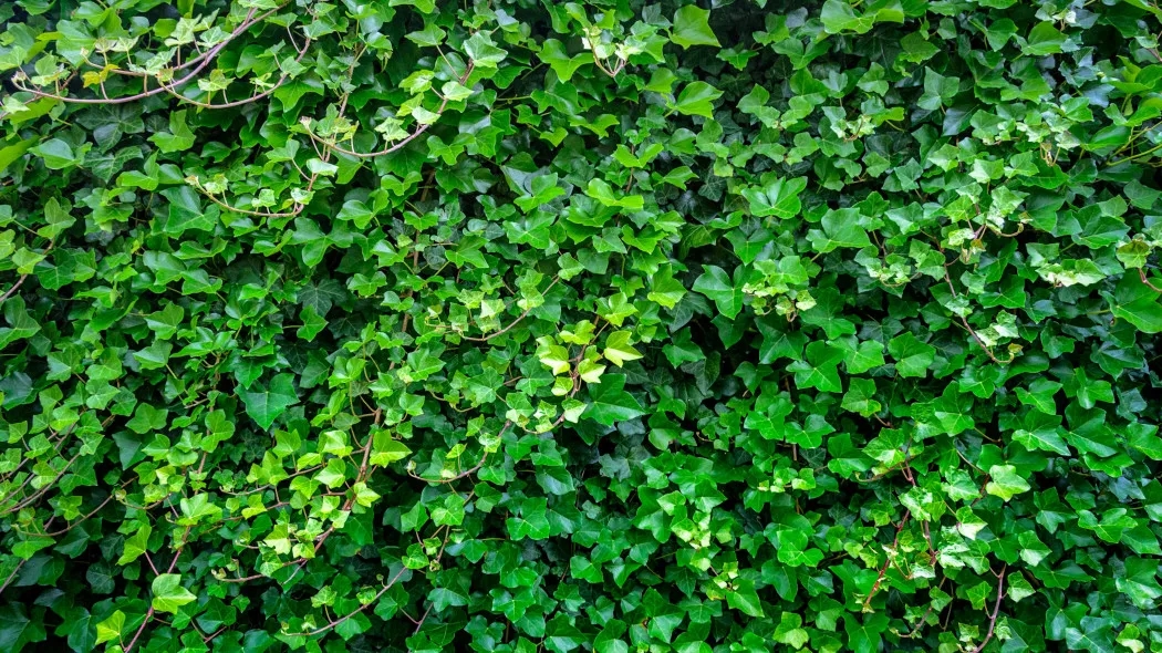 Kiedy sadzić bluszcz na ogrodzenie? Najlepszy czas i porady