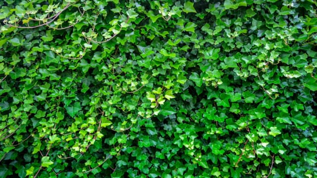 Kiedy sadzić bluszcz na ogrodzenie? Najlepszy czas i porady