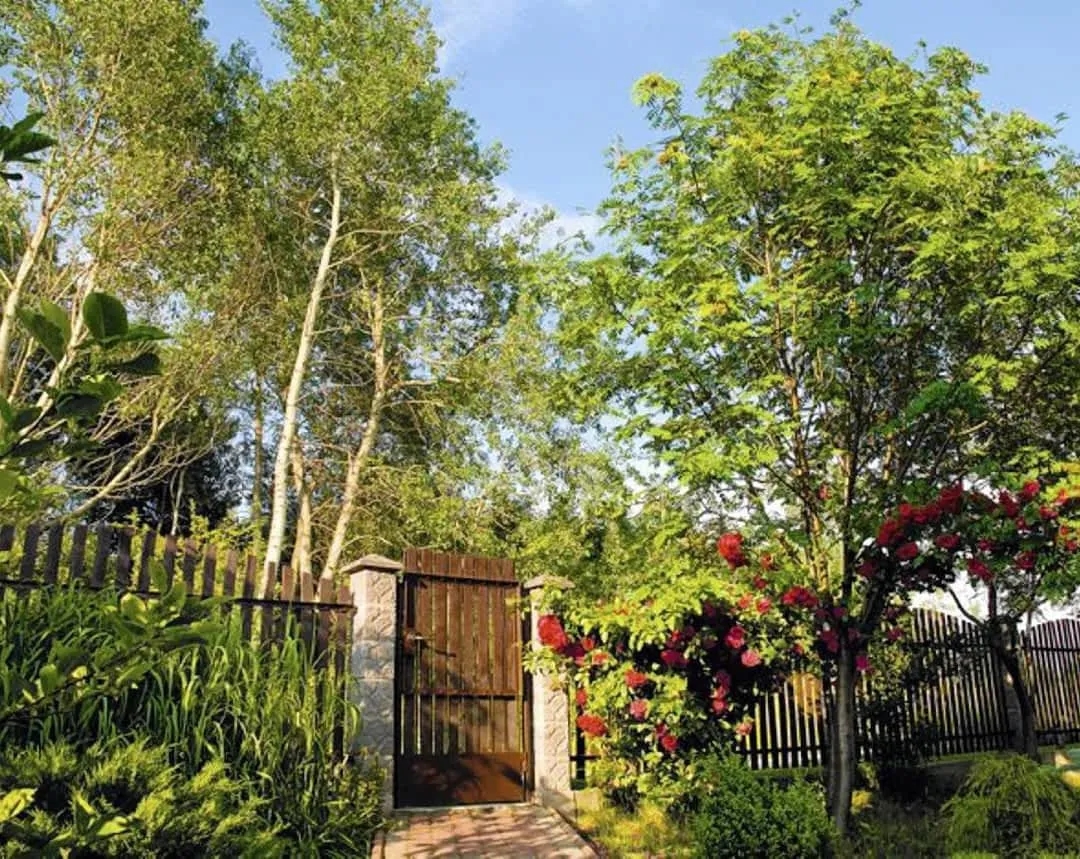 Jakie drzewa przy ogrodzeniu? 10 najlepszych gatunków i porady